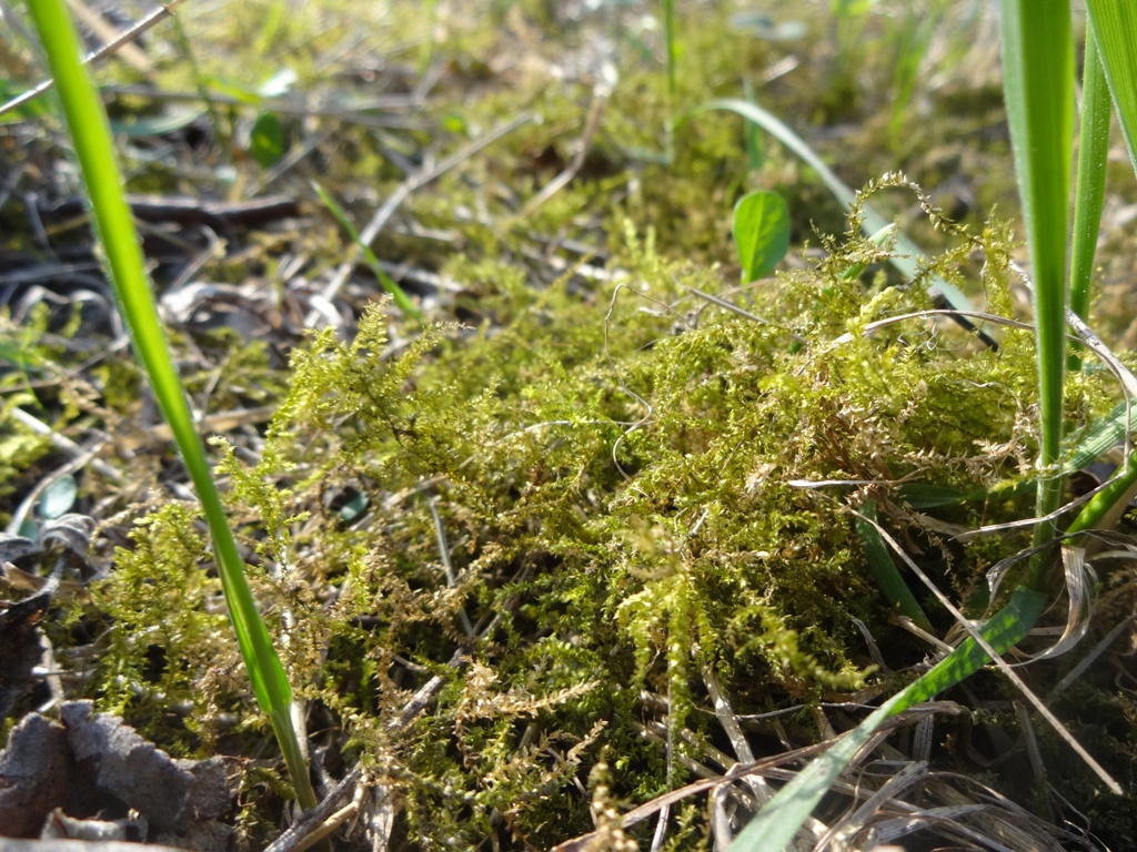 Image of Oxyrrhynchium hians specimen.