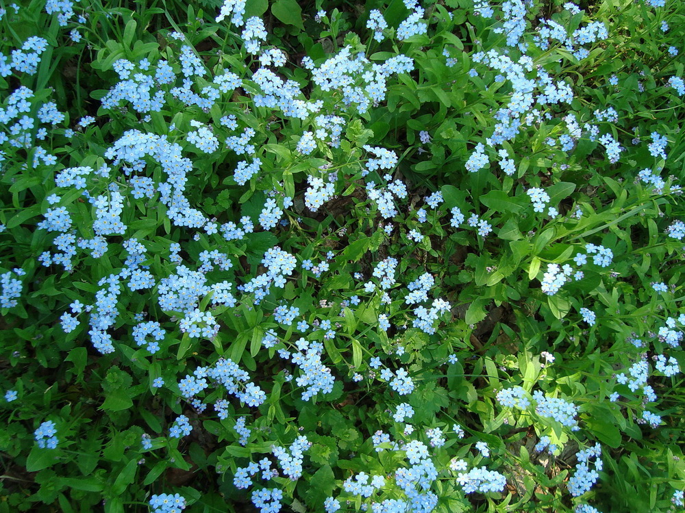 Image of Myosotis sylvatica specimen.