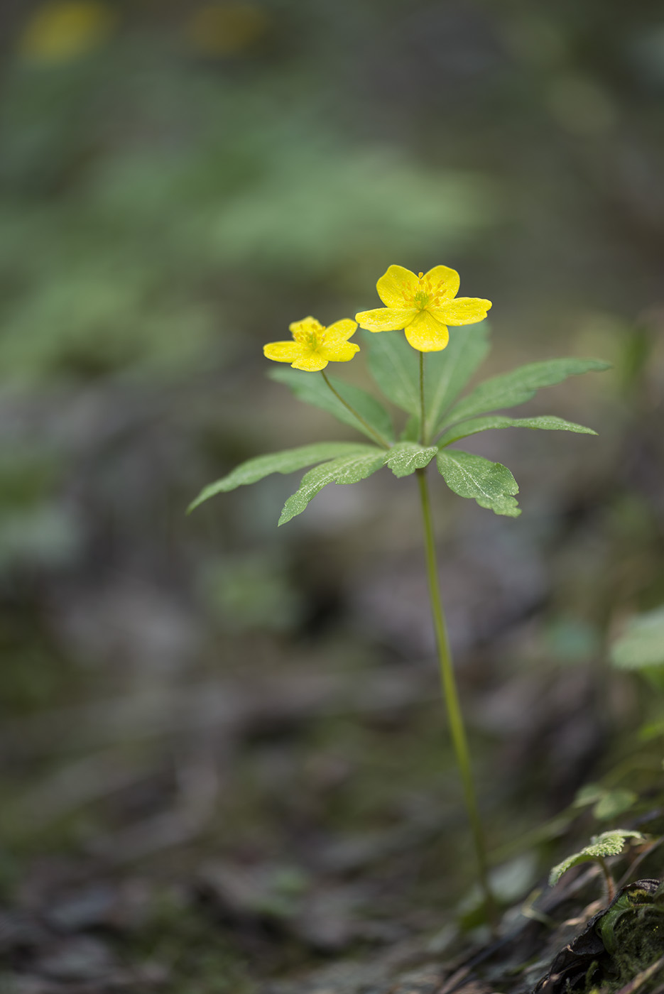 Изображение особи Anemone ranunculoides.