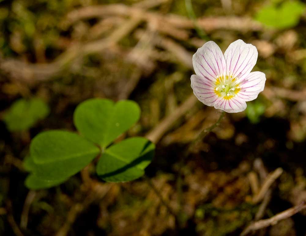 Image of Oxalis acetosella specimen.
