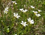 Cerastium nemorale