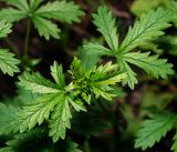 Potentilla intermedia. Листья на верхушке побега. Московская обл., Раменский р-н, окр. ж.-д. платформы Хрипань, смешанный лес у ЛЭП. 13.06.2016.