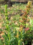 Hyssopus officinalis
