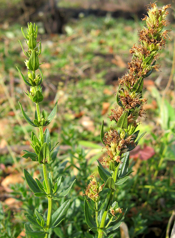 Изображение особи Hyssopus officinalis.