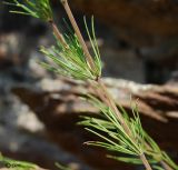 Galium verum