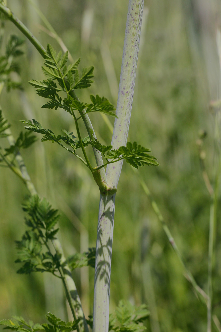 Изображение особи Conium maculatum.