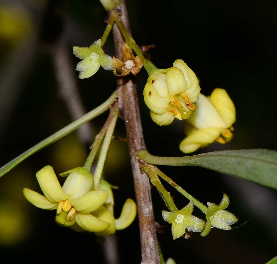 Image of Pittosporum phillyraeoides specimen.