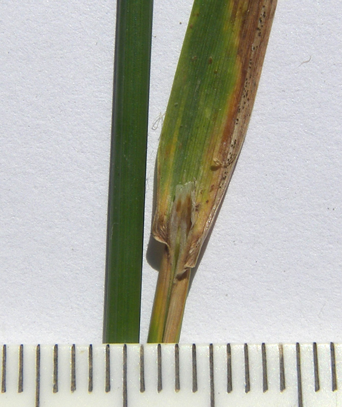 Image of Poa palustris specimen.