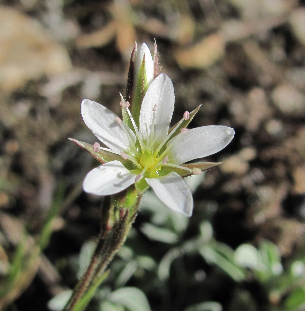 Image of Minuartia oreina specimen.