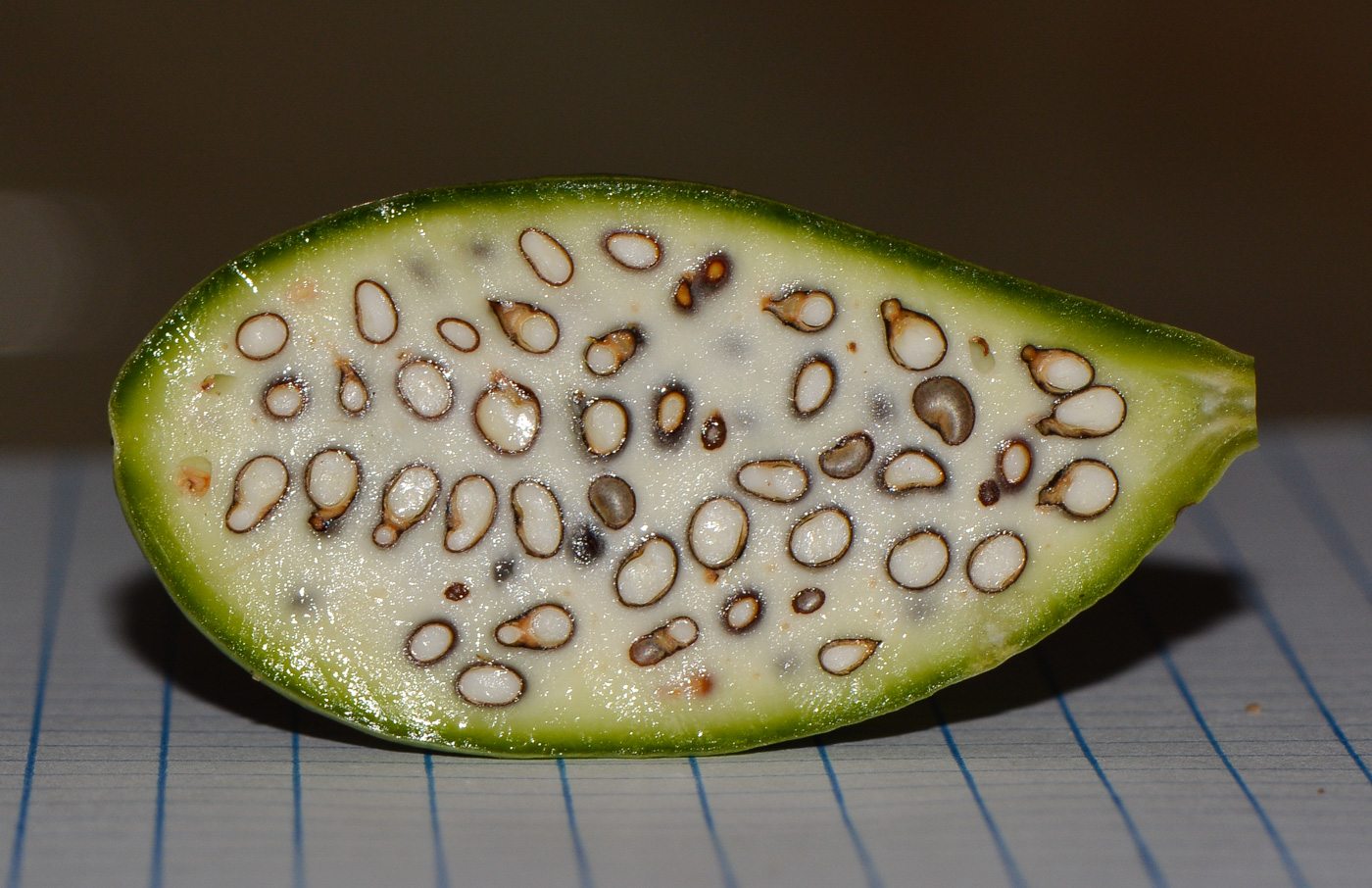 Image of Capparis zoharyi specimen.