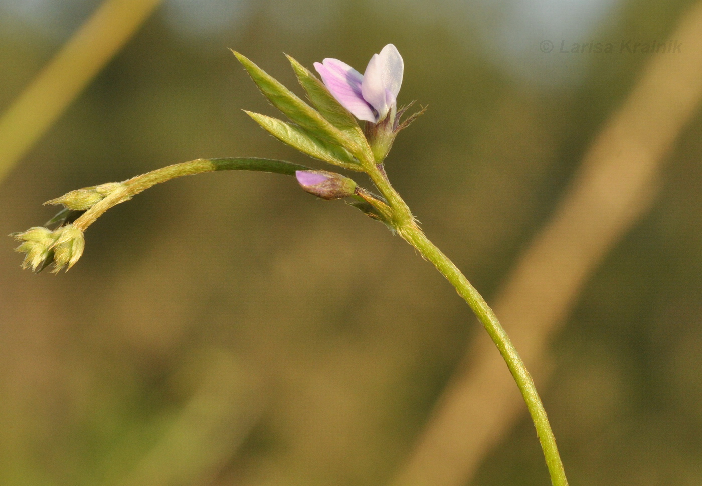 Изображение особи Glycine soja.