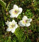 Parnassia palustris. Цветки. Ямало-Ненецкий АО, Ямальский р-н, окр. фактории Юрибей на западном побережье п-ова Ямал, обрывистый берег р. Юрибей. 7 августа 2012 г.