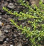 Amaranthus albus. Верхушки побегов. Московская обл., Серпуховский р-н, окр. платф. Шарапова Охота, железнодорожное полотно. 30.08.2016.