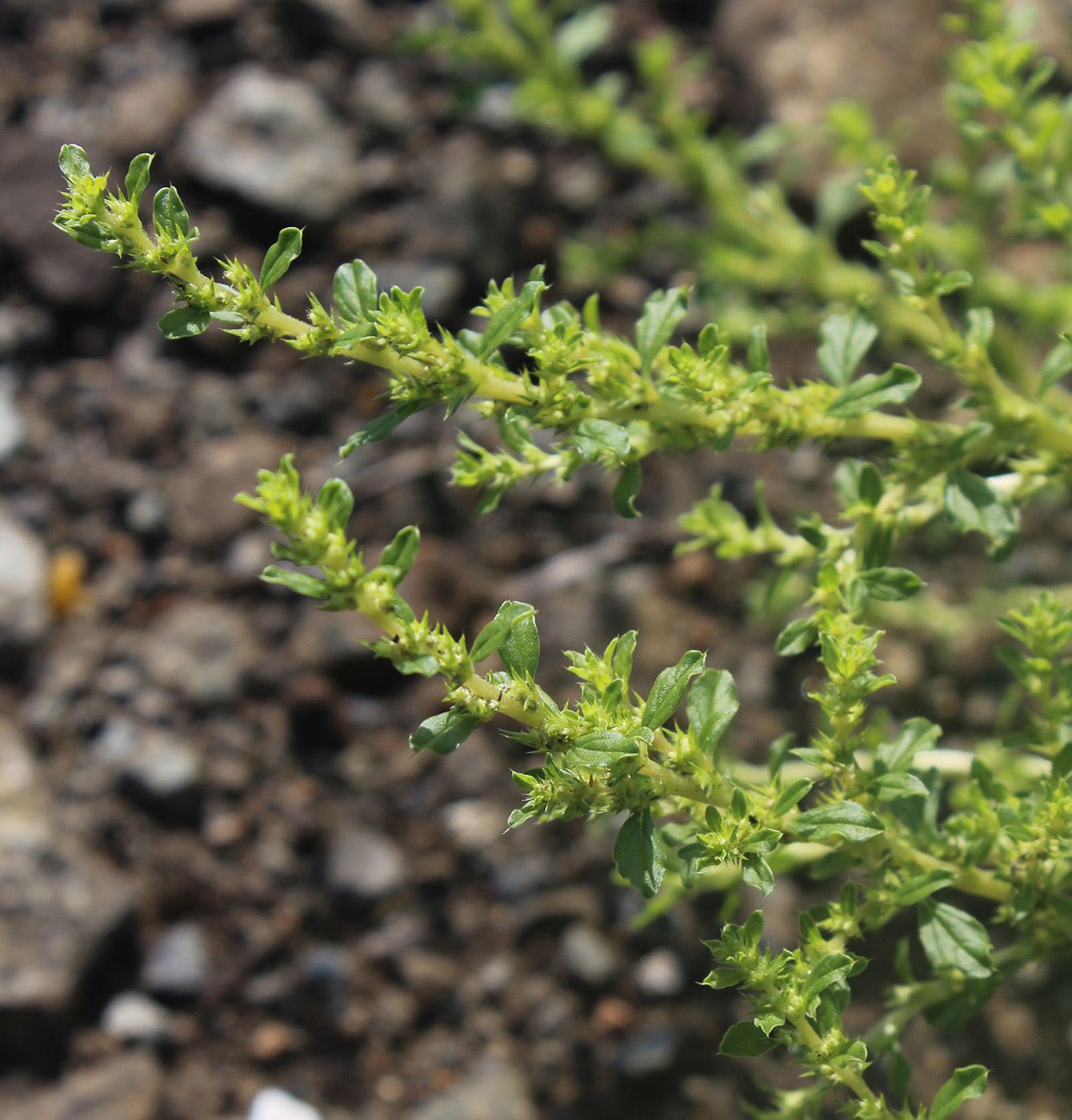 Image of Amaranthus albus specimen.