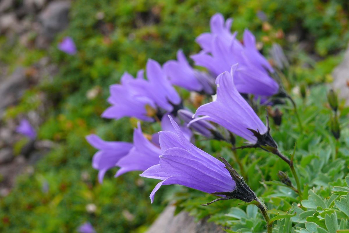 Изображение особи Campanula lasiocarpa.