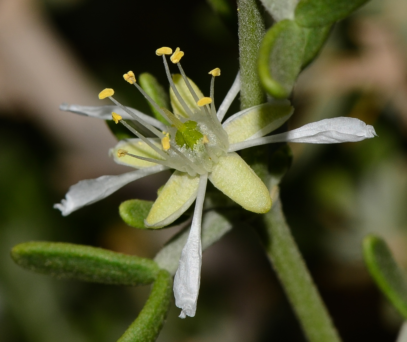 Изображение особи Tetraena dumosa.