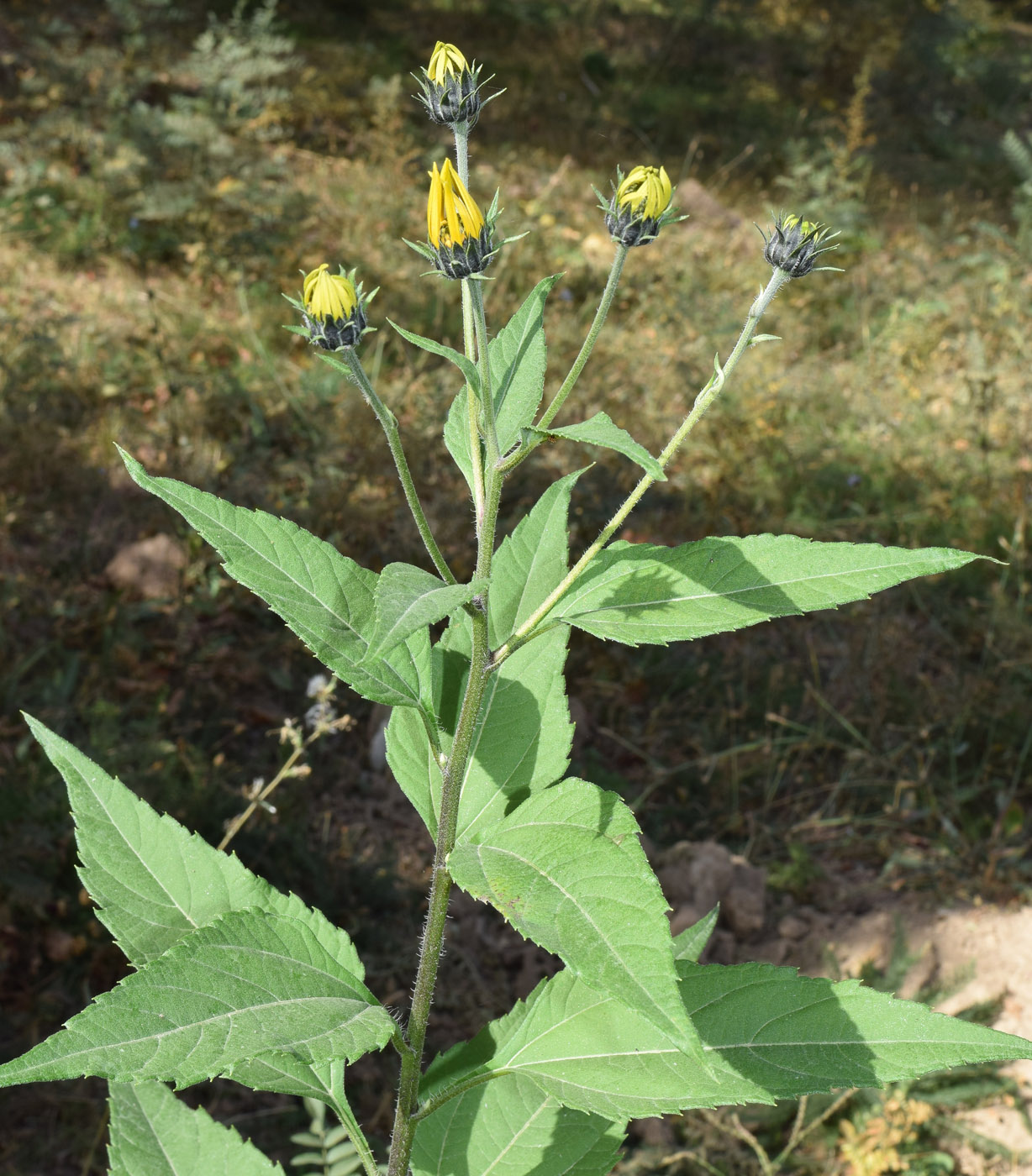 Изображение особи Helianthus tuberosus.