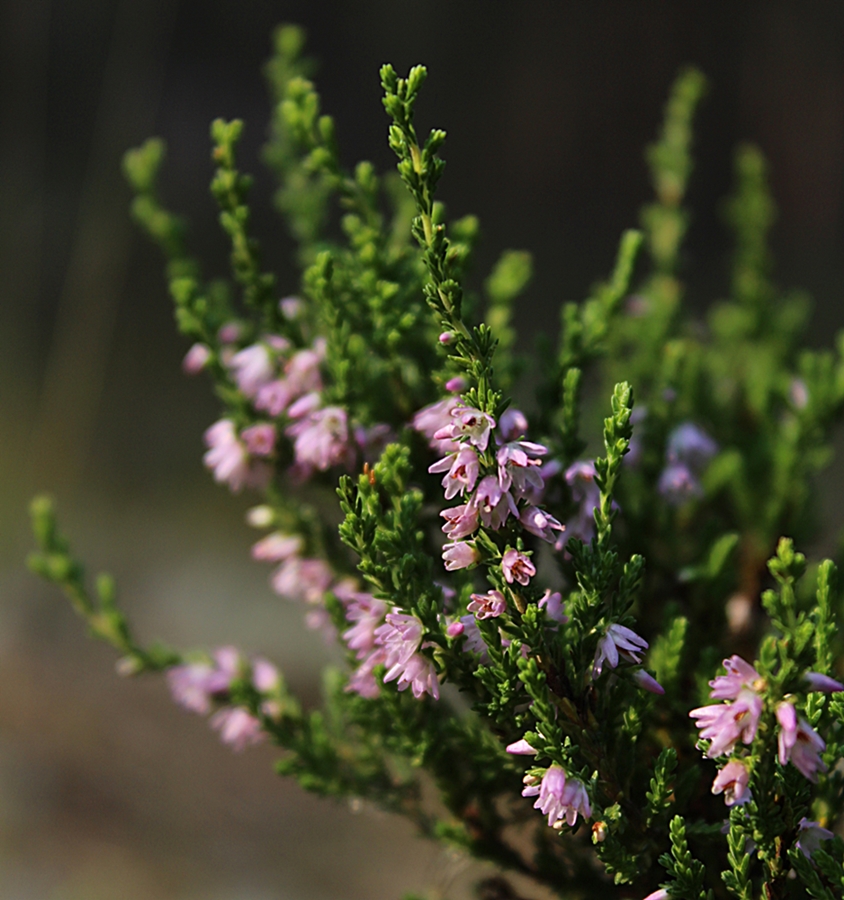 Изображение особи Calluna vulgaris.