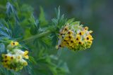 Corydalis nobilis