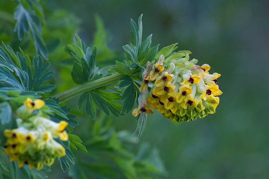 Image of Corydalis nobilis specimen.