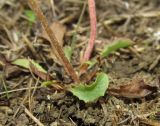 Taraxacum perenne. Нижняя часть растения. Крым, Байдарская долина, залежь в окр. с. Орлиное. 27 октября 2016 г.