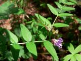 Vicia sepium