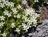 Minuartia imbricata