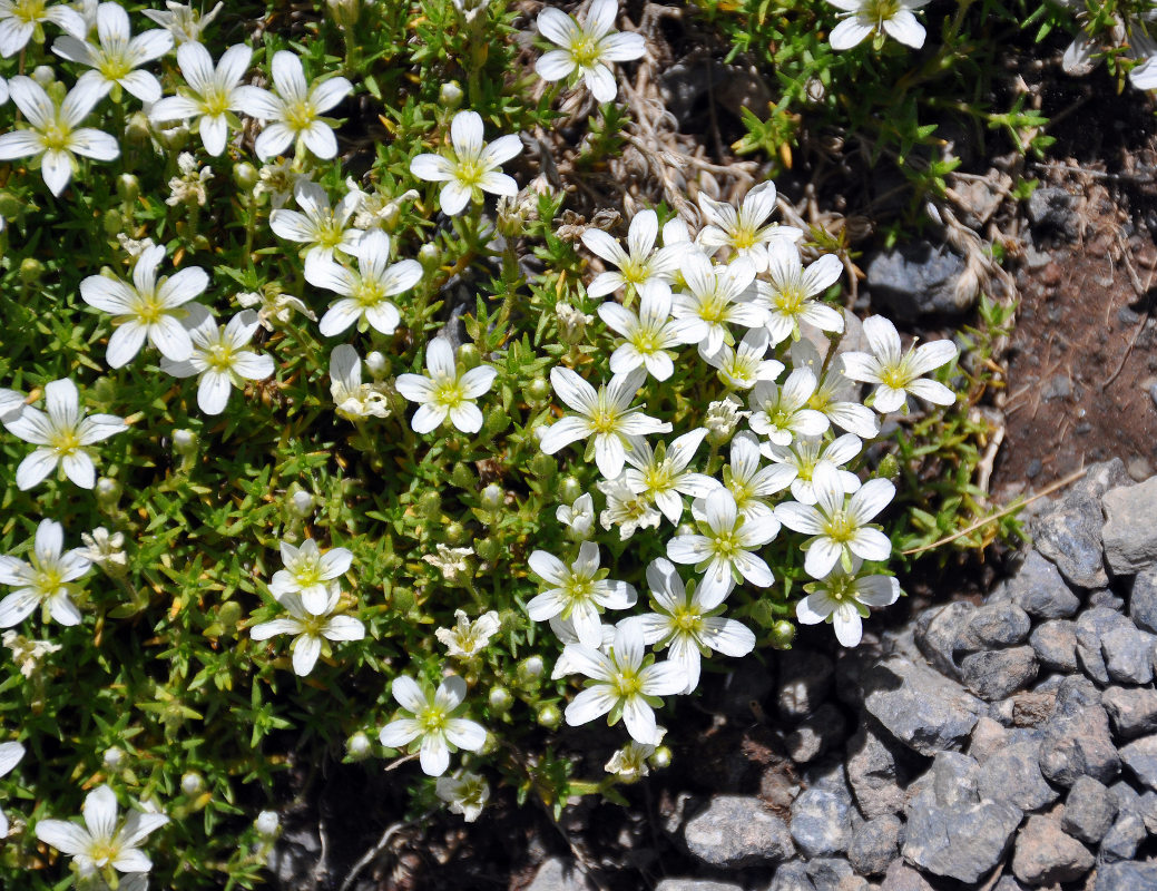 Image of Minuartia imbricata specimen.