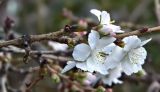 Cerasus subhirtella form autumnalis. Часть веточки с соцветием. Бельгия, г. Антверпен, ботанический сад (Den Botaniek). Декабрь.