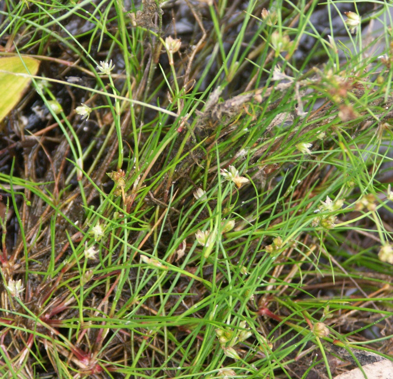 Изображение особи Juncus bulbosus.