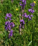 Polygala comosa. Верхушки цветущих побегов. Восточный Казахстан, Кокпектинский р-н, 25 км в горы от с. Пантелеймоновка, ≈ 1000 м н.у.м., сопка. 16.06.2016.