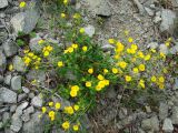 Potentilla rupifraga