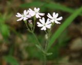 Lychnis sibirica. Соцветия. Иркутская обл., Иркутский р-н, окр. дер. Жердовка, луг. 16.06.2016.