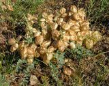 Astragalus physocarpus. Плодоносящее растение в гемипетрофитной сухой ксерофитноразнотравно-дерновиннозлаково-ковылковой степи на гребне сопочного увала. Казахстан, Актюбинская обл., Мугалжарский р-н, 11 км ЗСЗ пос. Берчогур (Биршагыр); Мугоджары, западный склон западной гряды, сопочный увал в системе долины Тасбулаксай. 16.05.2012.