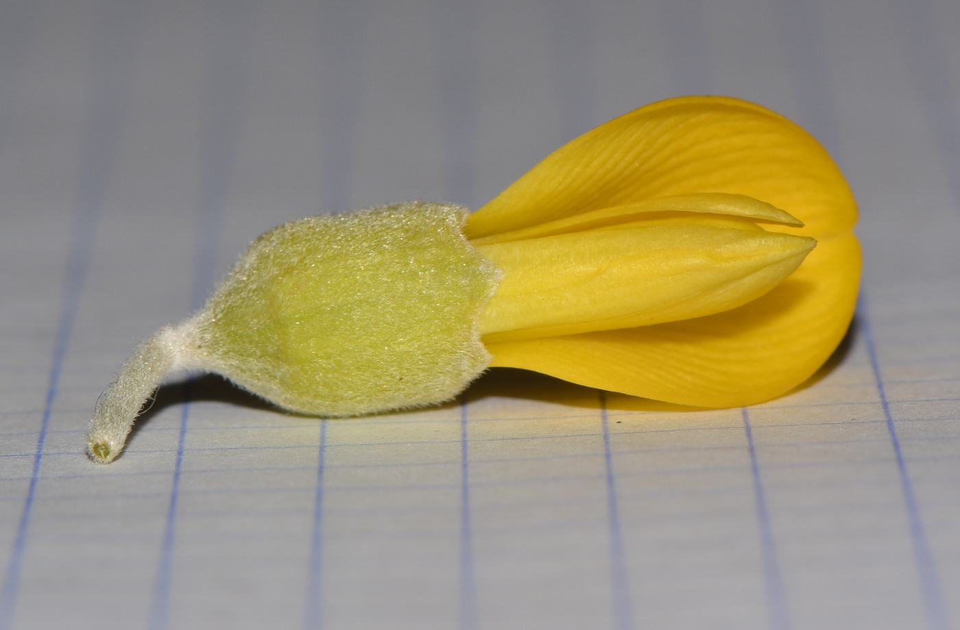 Image of Sophora tomentosa specimen.