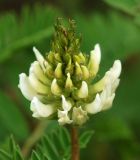 Astragalus marinus