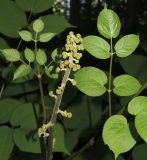 Aralia cordata. Бутонизирующее соцветие и листья. Приморский край, Уссурийский городской округ, окр. с. Горно-Таёжное, Дендрарий ГТС им. Комарова. 06.07.2016.