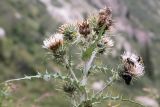 Cirsium sairamense