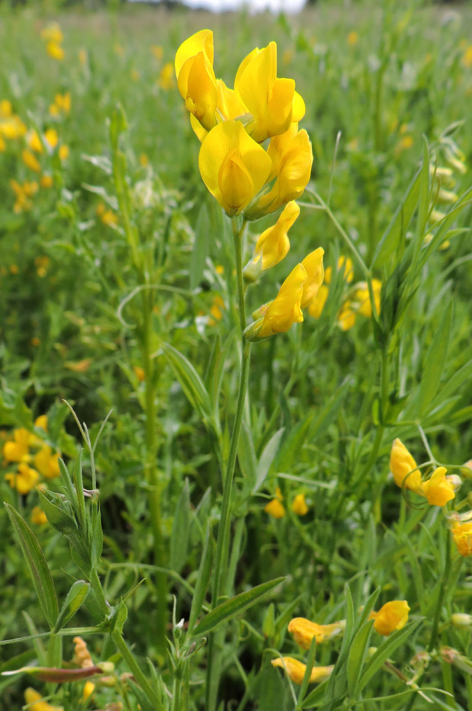 Изображение особи Lathyrus pratensis.