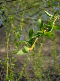 genus Salix
