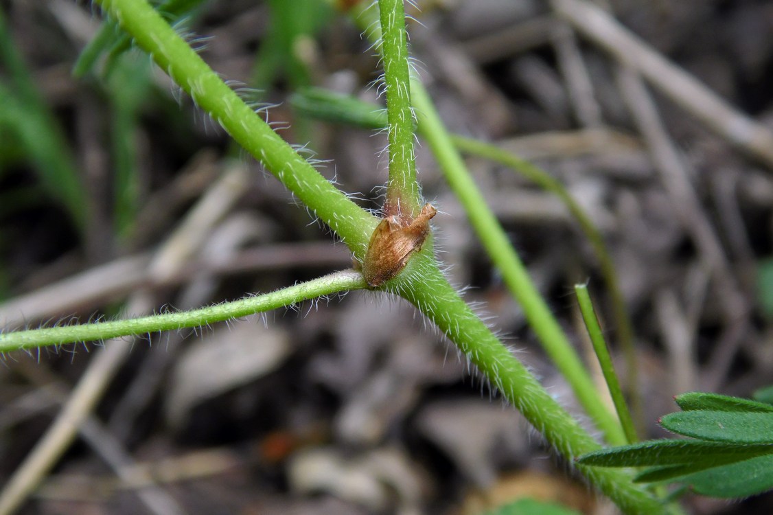 Image of Geranium sanguineum specimen.