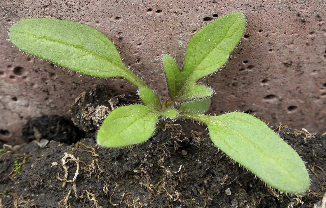 Изображение особи Cyclachaena xanthiifolia.