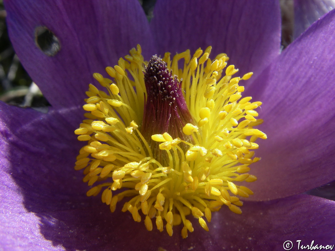 Изображение особи Pulsatilla taurica.