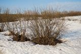 Caragana arborescens