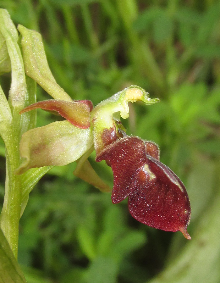 Изображение особи Ophrys mammosa ssp. caucasica.