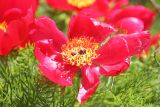 Paeonia tenuifolia