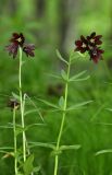 Fritillaria camschatcensis