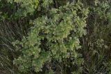 Salix aurita. Плодоносящее растение. Кировская обл., Кирово-Чепецкий р-н, ур. Большое Каринское Болото. 26.06.2017.