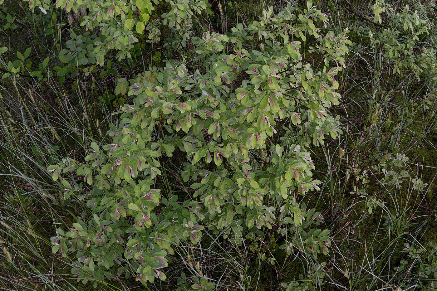 Изображение особи Salix aurita.