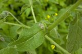 Borago officinalis. Часть стебля и лист с пазушным побегом. Пермь, Свердловский р-н, в озеленении двора. 5 июля 2017 г.